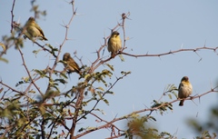 Ploceus