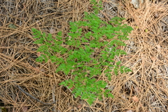 Lomatium