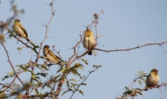 Ploceus