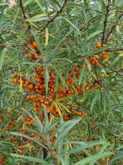 Hippophae