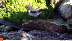 Melanodryas cucullata