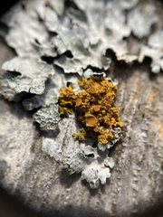 Xanthomendoza