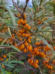 Hippophae