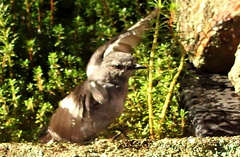 Melanodryas cucullata