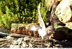 Melanodryas cucullata