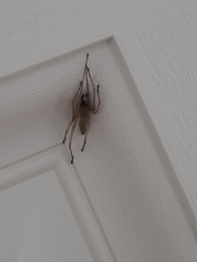 Cheiracanthium inclusum