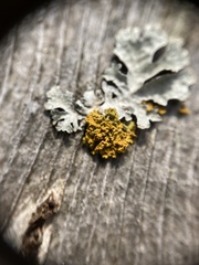 Xanthomendoza