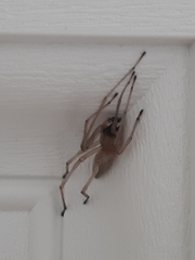 Cheiracanthium inclusum