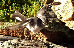 Melanodryas cucullata