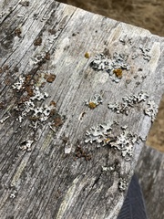 Xanthomendoza