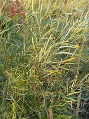 Salix interior