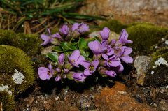 Noccaea rotundifolia