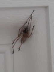 Cheiracanthium inclusum