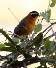 Cossypha heuglini heuglini