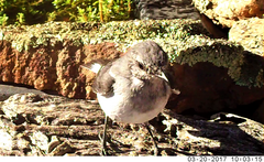 Melanodryas cucullata