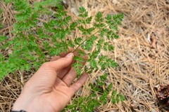 Lomatium