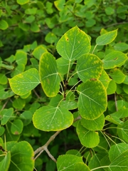 Populus