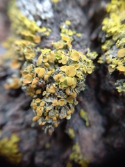 Xanthoria parietina