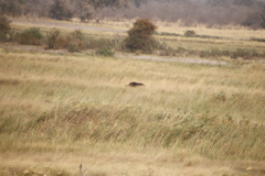 Syncerus caffer caffer