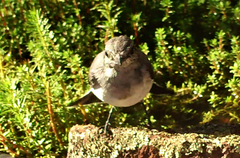 Melanodryas cucullata