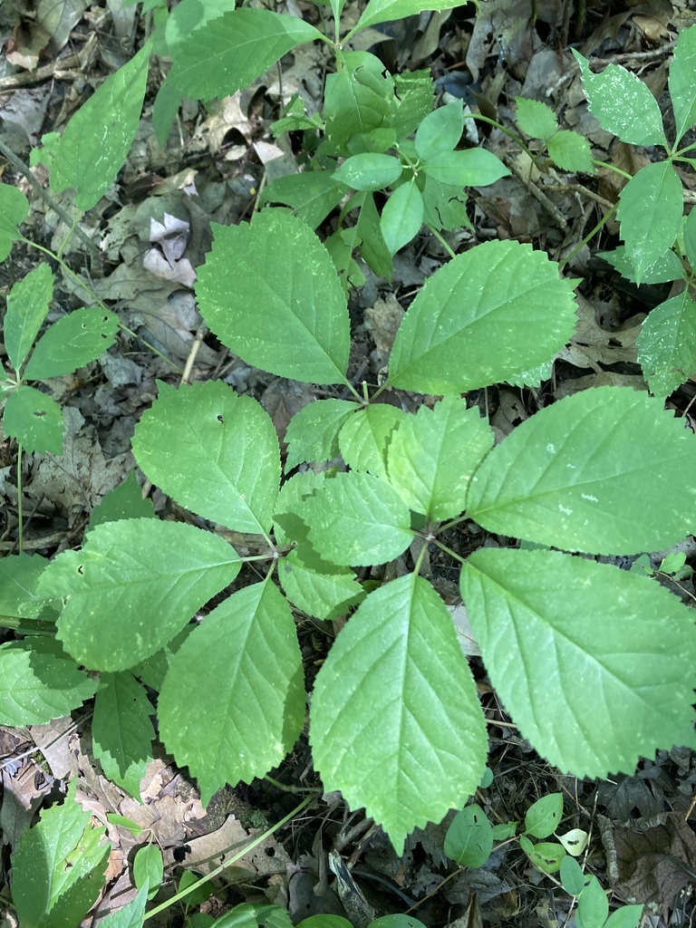 American ginseng in September 2022 by askalotl · iNaturalist