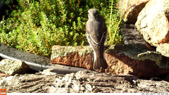 Melanodryas cucullata