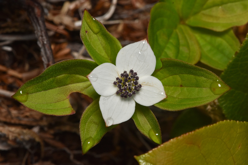 Cornus unalaschkensis, photograph 6