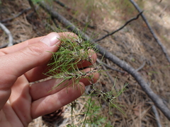 Poa bulbosa