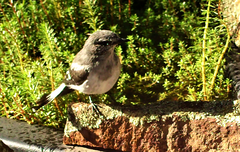 Melanodryas cucullata