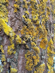 Xanthoria parietina