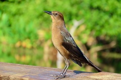 Quiscalus major westoni