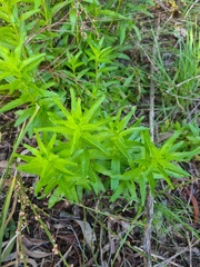 Epilobium billardiereanum