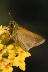 Polites themistocles