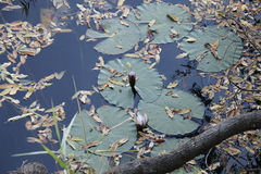 Nymphaea nouchali caerulea