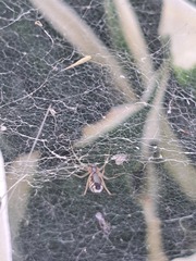 Frontinella pyramitela