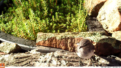 Melanodryas cucullata