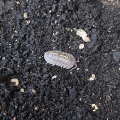 Armadillidium granulatum