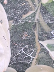 Frontinella pyramitela