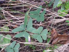 Oxalis drummondii