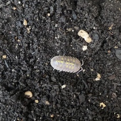 Armadillidium granulatum