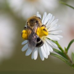 Andrena asteris