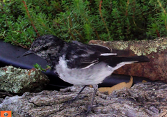 Melanodryas cucullata