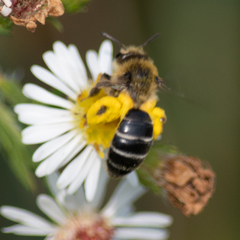 Andrena asteris