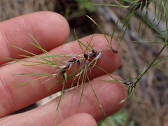 Poa bulbosa