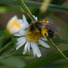 Andrena asteris