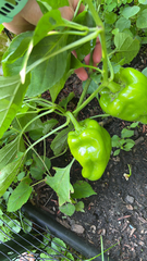 Capsicum annuum
