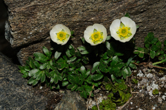 Ranunculus glacialis