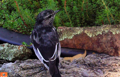 Melanodryas cucullata