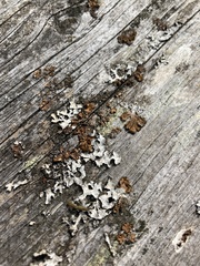 Melanelixia subaurifera