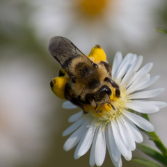Andrena asteris